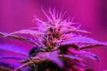 Purple Cannabis Light Background