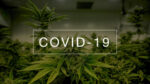 Cannabis Light Covid Studi 2021