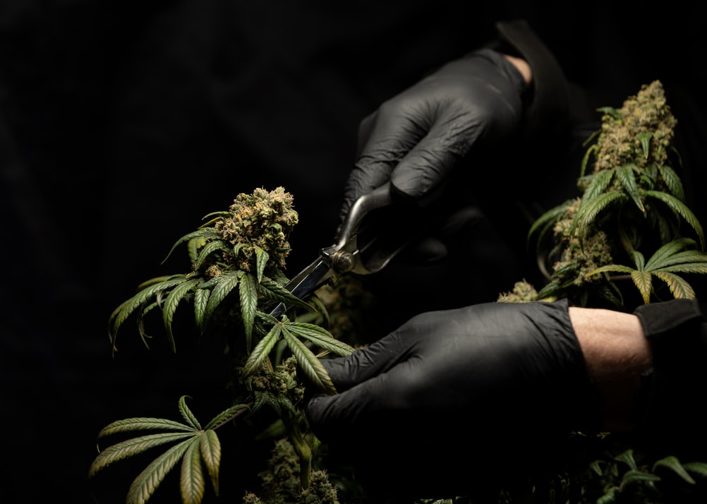 Italia Legalizzazione Cannabis Infiorescenze Cbd Background Ethera