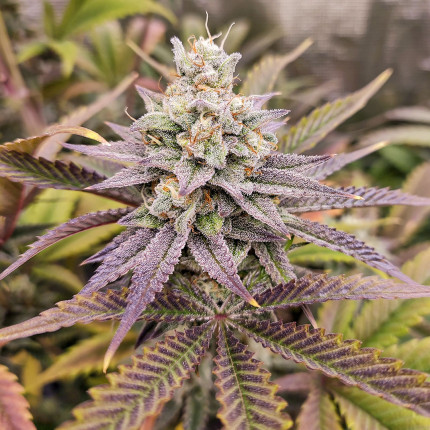 SUGAR-PUNCH-CBD-ETHERA