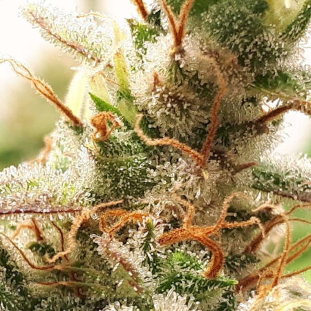 CALI-ORANGE-CBD-ETHERA