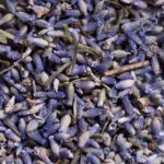 LAVANDA