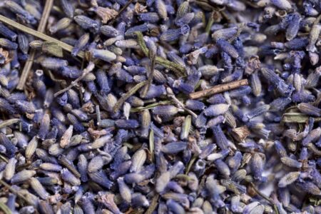 LAVANDA